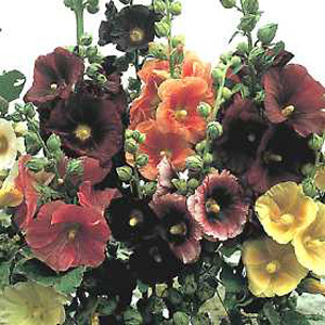 Unbranded Hollyhock Antwerp Mixed Seeds