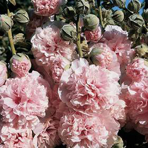 Unbranded Hollyhock Appleblossom Seeds