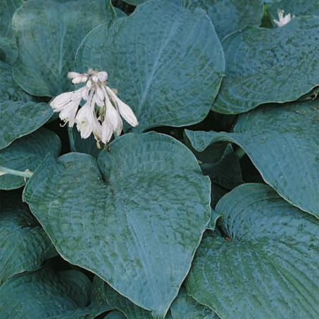 Unbranded Hosta Blue Angel Plants Pack of 3 Pot Ready Plants