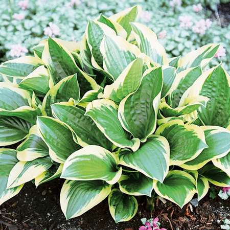 Unbranded Hosta Patriot Pack of 3 Potted Plants