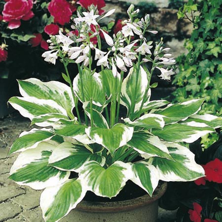 Unbranded Hosta Patriot Plants Pack 3 Pot Ready Plants