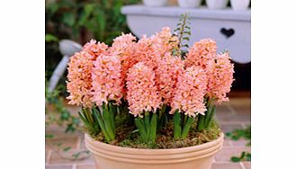 Unbranded Hyacinth Bulbs - Gypsy Queen