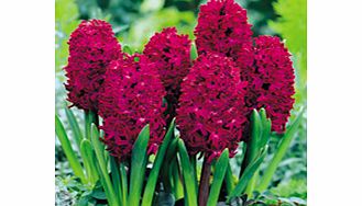 Unbranded Hyacinth Bulbs - Woodstock