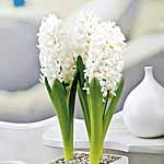 Unbranded Hyacinth L`Innocence