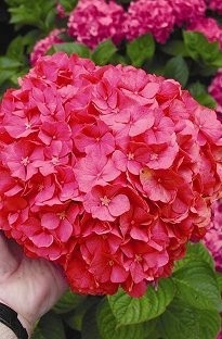 Unbranded Hydrangea Masja x 1 litre pot