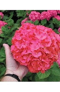 Unbranded Hydrangea Masja x 5 plants