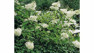 Unbranded Hydrangea Paniculata Limelight