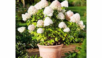 Unbranded Hydrangea paniculata Plant - Limelight