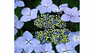 Unbranded Hydrangea Plant - Blue Wave