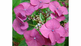 Unbranded Hydrangea Plant - Geoffrey Chadbund