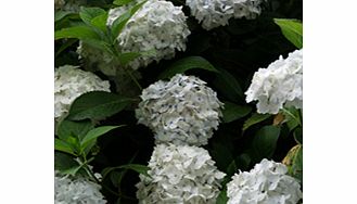 Unbranded Hydrangea Plant - Madame E Mouillere