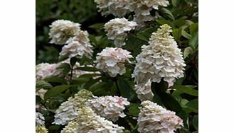 Unbranded Hydrangea Plant - Paniculata Grandiflora