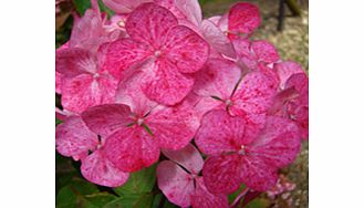 Unbranded Hydrangea Plant - Preziosa