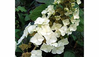 Unbranded Hydrangea Plant - Quercifolia