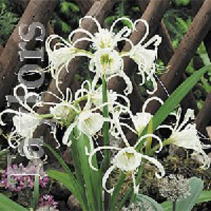 Unbranded Hymenocallis Festalis Bulb