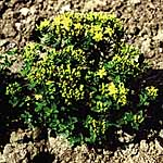 Unbranded Hypericum Golden Gnome Seeds 426334.htm