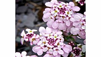 Unbranded Iberis Plant - Pink Ice