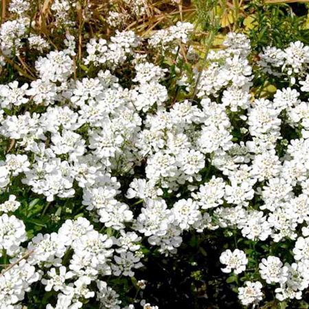 Unbranded Iberis Snowball Plants Pack of 5 Pot Ready Plants