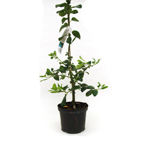 Unbranded Ilex aquifolium JC van Tol - Holly