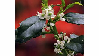 Unbranded Ilex Aquifolium Plant - JC van Tol