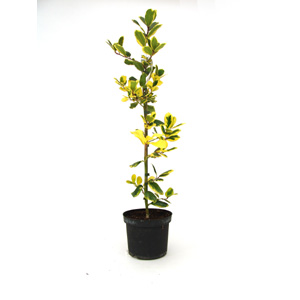 Unbranded Ilex x altaclerensis Golden King