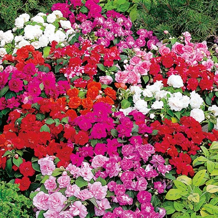 Unbranded Impatiens Double Pompons Collection Plants Pack