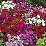 Unbranded Impatiens Double Pompons Collection Plants