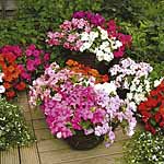 Unbranded Impatiens Expo Mixed F1 Garden Ready Plants