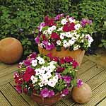 Unbranded Impatiens Merlot Mixed Easiplants 470591.htm