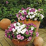 Unbranded Impatiens Merlot Mixed Plants 479912.htm