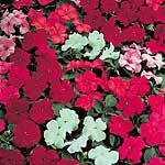 Unbranded Impatiens Super Elfin Mixed F1 Seeds