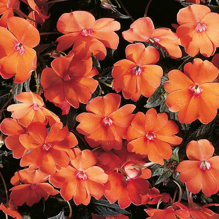 Unbranded Impatiens Tango F1 Seeds 10 Seeds