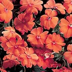 Unbranded Impatiens Tango F1 Seeds 411686.htm