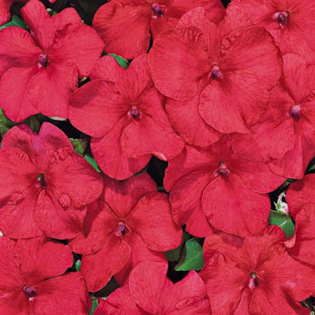 Unbranded Impatiens Tempo Cinnamon F1 Seeds Average Seeds 25