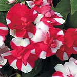 Unbranded Impatiens Tutu Red Bicolour Seeds