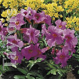 Unbranded Incarvillea Delavayi Bulbs