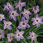 Unbranded Ipheion Rolf Fiedler