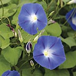 Unbranded Ipomoea Heavenly Blue Seeds 420560.htm