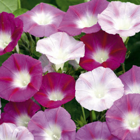 Unbranded Ipomoea La Vie En Rose Seeds (Morning Glory)