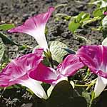 Unbranded Ipomoea Pink Parasol Seeds 421490.htm