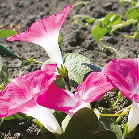 Unbranded Ipomoea Pink Parasol Seeds Average Seeds 25