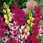 Unbranded Ixia Mix