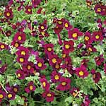 Unbranded Jamesbrittenia Red Plants 441101.htm