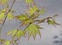 Japanese Maple