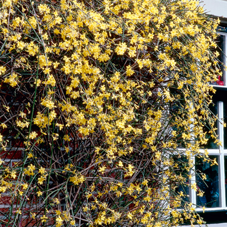 Unbranded Jasmine Winter (Jasminum nudiflorum) 1 Potted