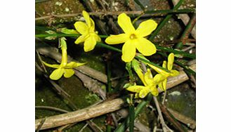 Unbranded Jasminum Plant - Nudiflorum