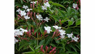 Unbranded Jasminum Plant - Officinale Affine