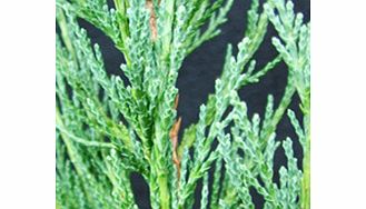 Unbranded Juniperus - Scopulorum Skyrocket