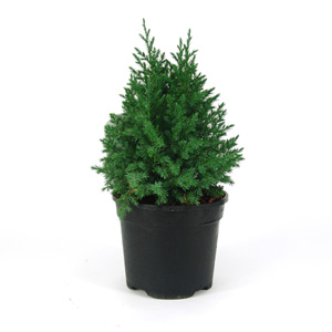 Unbranded Juniperus chinensis Pyramidalis