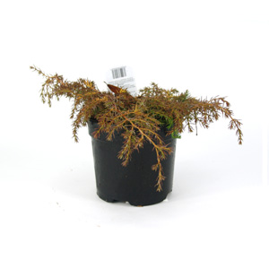 Juniperus communis